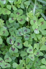 Medicago arabica