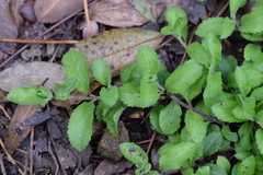 Veronica officinalis