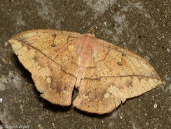 Lonomia columbiana