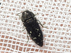 Acmaeodera ornatoides