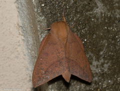 Adeloneivaia subangulata