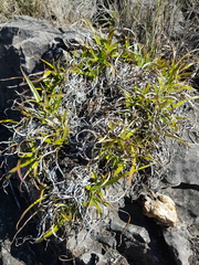 Xerophyta adendorffii