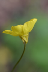 Ranunculus velutinus