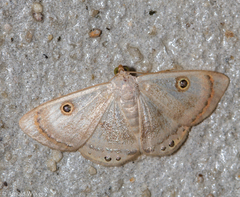 Argyrotome muricolor