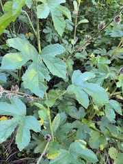Hibiscus diversifolius diversifolius