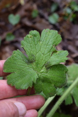 Ranunculus velutinus