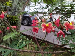 Caesalpinia pulcherrima