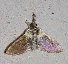 Apilocrocis novateutonialis