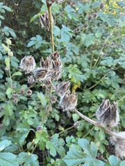 Hibiscus diversifolius diversifolius