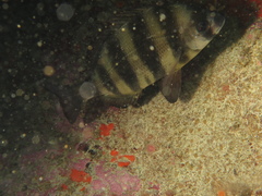 Diplodus hottentotus