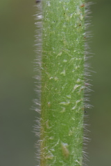 Ranunculus velutinus