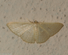 Pleuroprucha