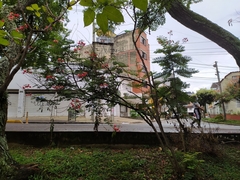 Caesalpinia pulcherrima