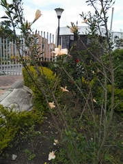 Hibiscus rosa-sinensis