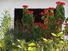 Euphorbia pulcherrima