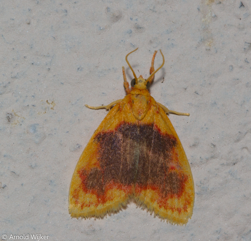 Rhodographa
