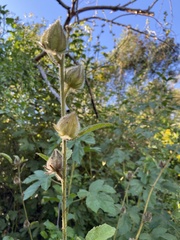 Hibiscus diversifolius diversifolius