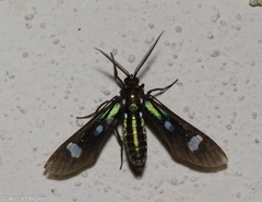 Leucotmemis nexa