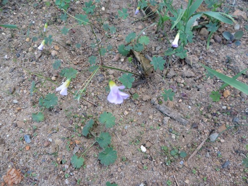 Oxalis caprina (Oxalis caprina)