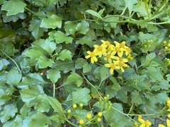 Senecio angulatus