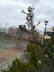 Hibiscus rosa-sinensis