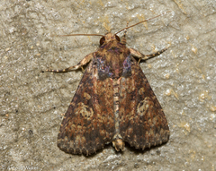 Condicinae