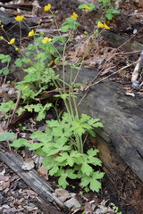 Ranunculus lanuginosus