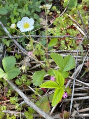 Fragaria vesca bracteata