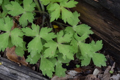 Ranunculus lanuginosus