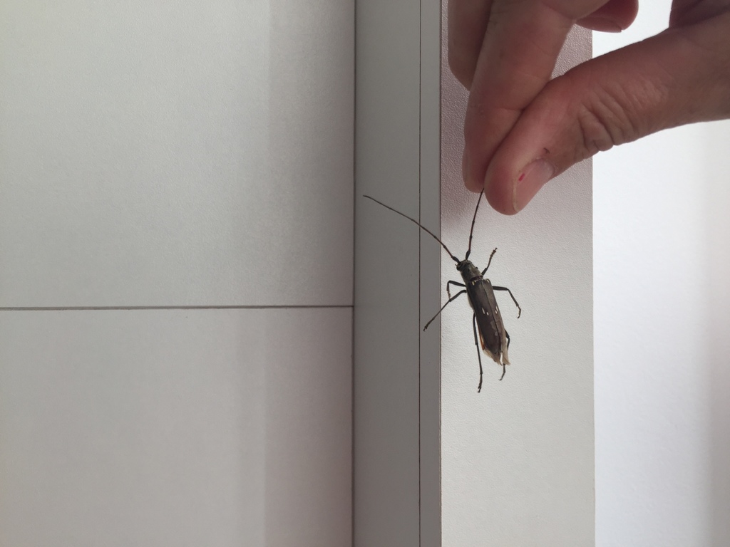 Pantomallus morosus