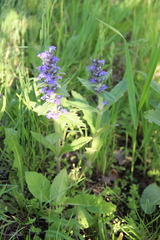 Ajuga genevensis