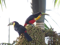 Ramphastos dicolorus