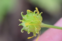 Ranunculus lanuginosus