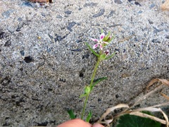 Silene gallica