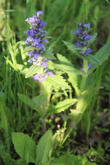 Ajuga genevensis