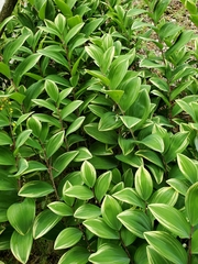 Polygonatum odoratum pluriflorum