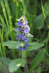 Ajuga genevensis