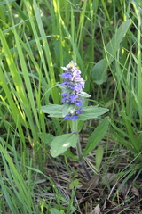 Ajuga genevensis