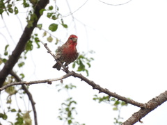Haemorhous mexicanus