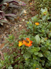 Apis mellifera