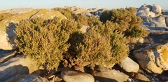 Salicornia littorea