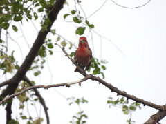 Haemorhous mexicanus