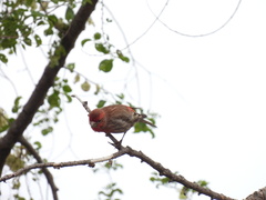 Haemorhous mexicanus