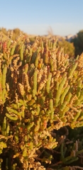 Salicornia littorea