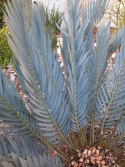 Encephalartos lehmannii