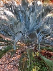Encephalartos lehmannii