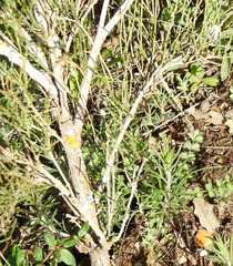 Ephedra major major