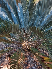 Encephalartos lehmannii