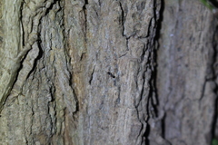 Myrmecina graminicola