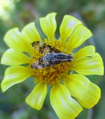 Mesoclanis magnipalpis